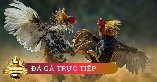 Cách thức hoạy động của đá gà thomo nhatvip
