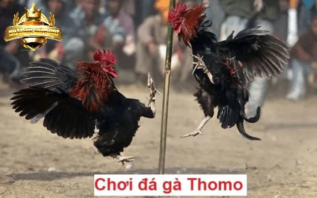 Những bí kíp để thắng lớn khi chơi đá gà thomo nhatvip