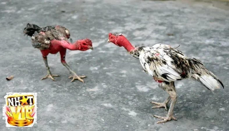 Đánh giá độ uy tín và an toàn của NhatVip