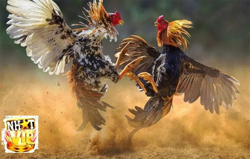 Đánh giá độ uy tín và an toàn của NhatVip