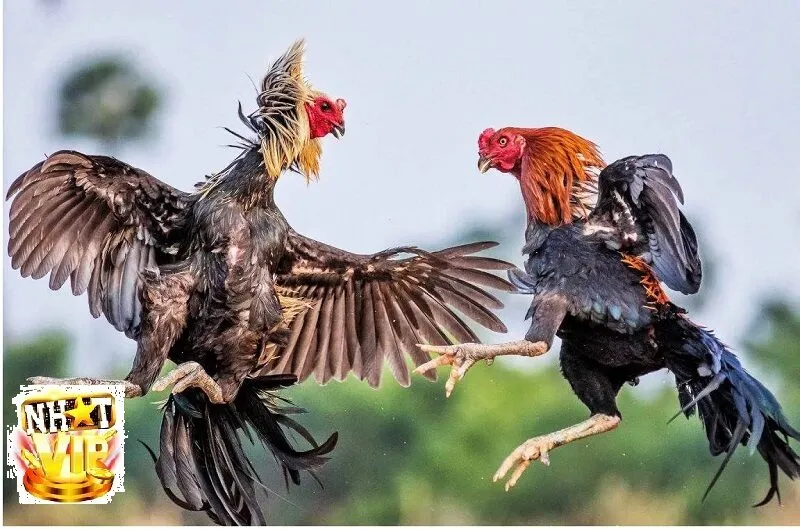 Giới thiệu tổng quan về Đá Gà Nòi tại NhatVip