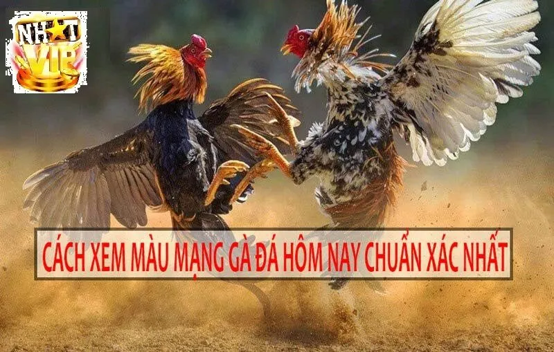 Cách xem Màu Mạng Gà Đá NhatVip