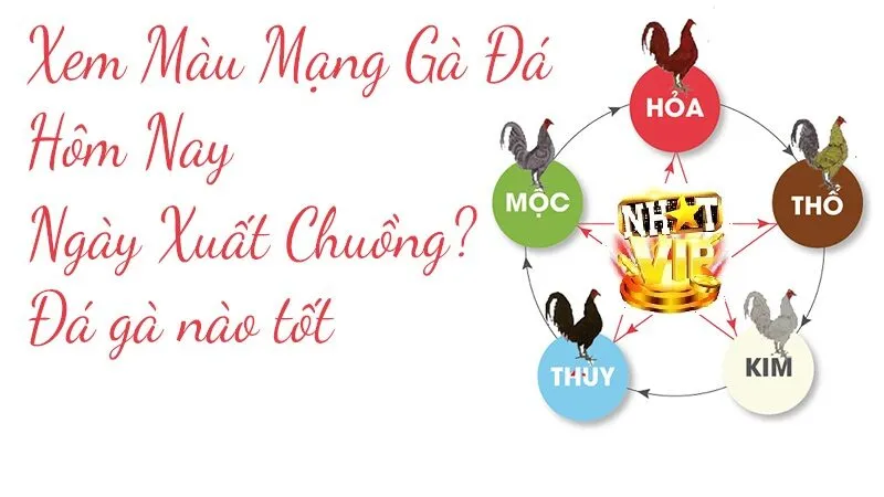 Ý nghĩa của Màu Mạng Gà Đá NhatVip
